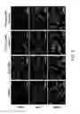 Fig. 10 - Placenta-derived multipotent stem cells
