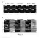Fig. 12 - Placenta-derived multipotent stem cells
