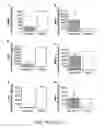 Fig. 19 - Placenta-derived multipotent stem cells