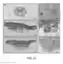 Fig. 26 - Placenta-derived multipotent stem cells