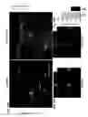 Fig. 21 - Methods to improve cell therapy