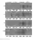 Fig. 13 - UMBILICAL CORD AMNIOTIC MEMBRANE PRODUCTS
