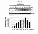 Fig. 02 - Peptide having ability to synthesize collagen and use thereof