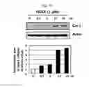 Fig. 03 - Peptide having ability to synthesize collagen and use thereof