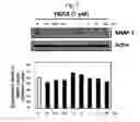 Fig. 06 - Peptide having ability to synthesize collagen and use thereof