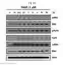Fig. 07 - Peptide having ability to synthesize collagen and use thereof