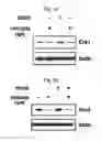 Fig. 09 - Peptide having ability to synthesize collagen and use thereof