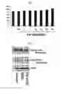 Fig. 12 - Peptide having ability to synthesize collagen and use thereof
