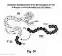 Fig. 25 - TREATMENT OF GRAFT REJECTION BY ADMINISTERING A COMPLEMENT INHIBITOR TO AN ORGAN PRIOR TO TRANSPLANT