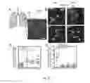 Fig. 07 - Method to functionalize cells in human blood, other fluids and tissues using nanoparticles