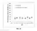 Fig. 13 - NON-AGGLOMERATING BIOCONJUGATES OF AMYLIN AND AMYLIN-MIMETIC COMPOUNDS, COMPOSITIONS COMPRISING THE SAME, AND MAKING AND USE THEREOF