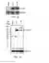 Fig. 09 - Use of proinsulin for immune system modulation