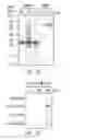 Fig. 14 - Use of proinsulin for immune system modulation