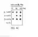 Fig. 18 - Use of proinsulin for immune system modulation