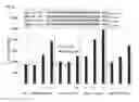 Fig. 30 - NOVEL HEMOGLOBIN-DERIVED PEPTIDE BASED PHARMACEUTICAL COMPOSITIONS