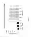 Fig. 18 - COMPLEXES OF RNA  AND CATIONIC PEPTIDES FOR TRANSFECTION AND FOR IMMUNOSTIMULATION