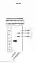 Fig. 08 - Glycopegylated Factor IX