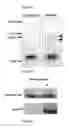 Fig. 07 - Methods and compositions for inhibiting diseases of the central nervous system
