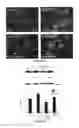 Fig. 18 - Methods and compositions for inhibiting diseases of the central nervous system
