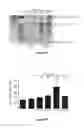 Fig. 31 - Methods and compositions for inhibiting diseases of the central nervous system