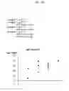 Fig. 11 - QUIL A FRACTION WITH LOW TOXICITY AND USE THEREOF