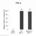 Fig. 03 - PROLAMIN-BASED FILM AND METHOD FOR MANUFACTURING PROLAMIN-BASED ORAL FILM FOR PROTECTING ACTIVITY OF ANTI-OXIDATIVE MATERIAL