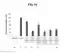 Fig. 16 - PROLAMIN-BASED FILM AND METHOD FOR MANUFACTURING PROLAMIN-BASED ORAL FILM FOR PROTECTING ACTIVITY OF ANTI-OXIDATIVE MATERIAL