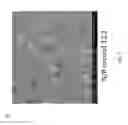 Fig. 12 - PLGA-modified polyethylenimine self-assembly nanotechnology for nucleic acid and drug delivery