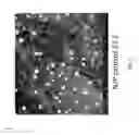 Fig. 13 - PLGA-modified polyethylenimine self-assembly nanotechnology for nucleic acid and drug delivery