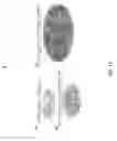 Fig. 23 - PLGA-modified polyethylenimine self-assembly nanotechnology for nucleic acid and drug delivery