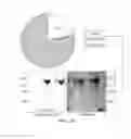 Fig. 04 - Carrier-antibody compositions and methods of making and using the same