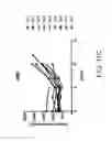 Fig. 41 - Carrier-antibody compositions and methods of making and using the same