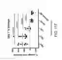 Fig. 44 - Carrier-antibody compositions and methods of making and using the same