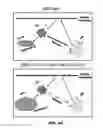 Fig. 17 - RAB7L1 INTERACTS WITH LRRK2 TO MODIFY INTRANEURONAL PROTEIN SORTING AND PARKINSON'S DISEASE RISK