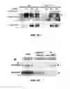 Fig. 20 - RAB7L1 INTERACTS WITH LRRK2 TO MODIFY INTRANEURONAL PROTEIN SORTING AND PARKINSON'S DISEASE RISK