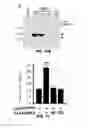 Fig. 29 - RAB7L1 INTERACTS WITH LRRK2 TO MODIFY INTRANEURONAL PROTEIN SORTING AND PARKINSON'S DISEASE RISK