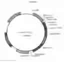 Fig. 03 - COMPOSITIONS AND METHODS FOR TREATING SMOOTH MUSCLE DYSFUNCTION