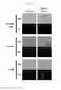 Fig. 14 - CANCER CELL SPECIFIC IMAGING PROBES AND METHODS OF USE