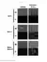 Fig. 19 - CANCER CELL SPECIFIC IMAGING PROBES AND METHODS OF USE