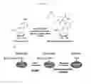Fig. 25 - CANCER CELL SPECIFIC IMAGING PROBES AND METHODS OF USE