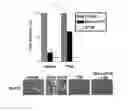 Fig. 27 - CANCER CELL SPECIFIC IMAGING PROBES AND METHODS OF USE
