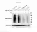 Fig. 29 - CANCER CELL SPECIFIC IMAGING PROBES AND METHODS OF USE