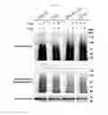 Fig. 30 - CANCER CELL SPECIFIC IMAGING PROBES AND METHODS OF USE