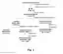 Fig. 02 - Solubilization of antigen components for removal from tissues