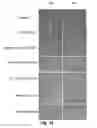 Fig. 13 - Solubilization of antigen components for removal from tissues