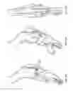 Fig. 14 - Platelet-derived growth factor compositions and methods for the treatment of tendon and ligament injuries