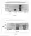Fig. 22 - Porous biocompatible polymer material and methods
