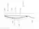 Fig. 04 - INTRANASAL DELIVERY DEVICE AND METHOD OF MATERIAL DELIVERY