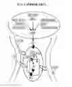 Fig. 02 - Methods and devices for inhibiting nerves when activating brown adipose tissue