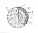 Fig. 01 - Golf ball and manufacturing method thereof